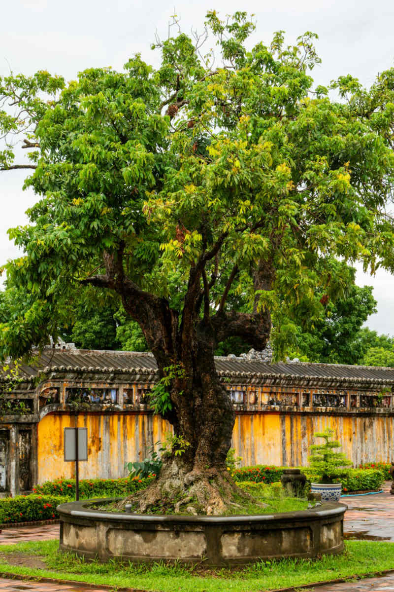 Wall Poster - Bonsai Garden in Vietnam