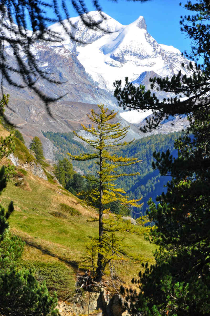 Wall Poster - Bonsai Garden in Zermatt