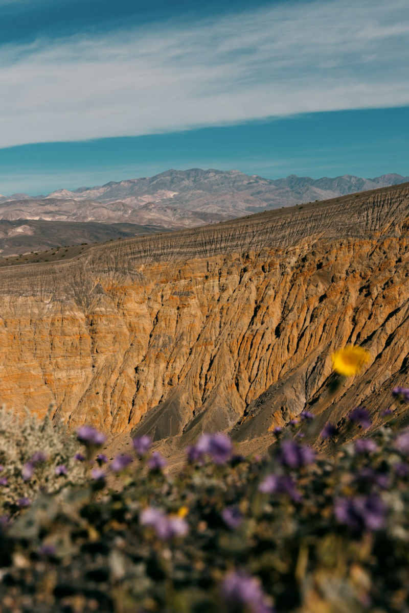 Wall Poster - Botanical Garden in Death Valley