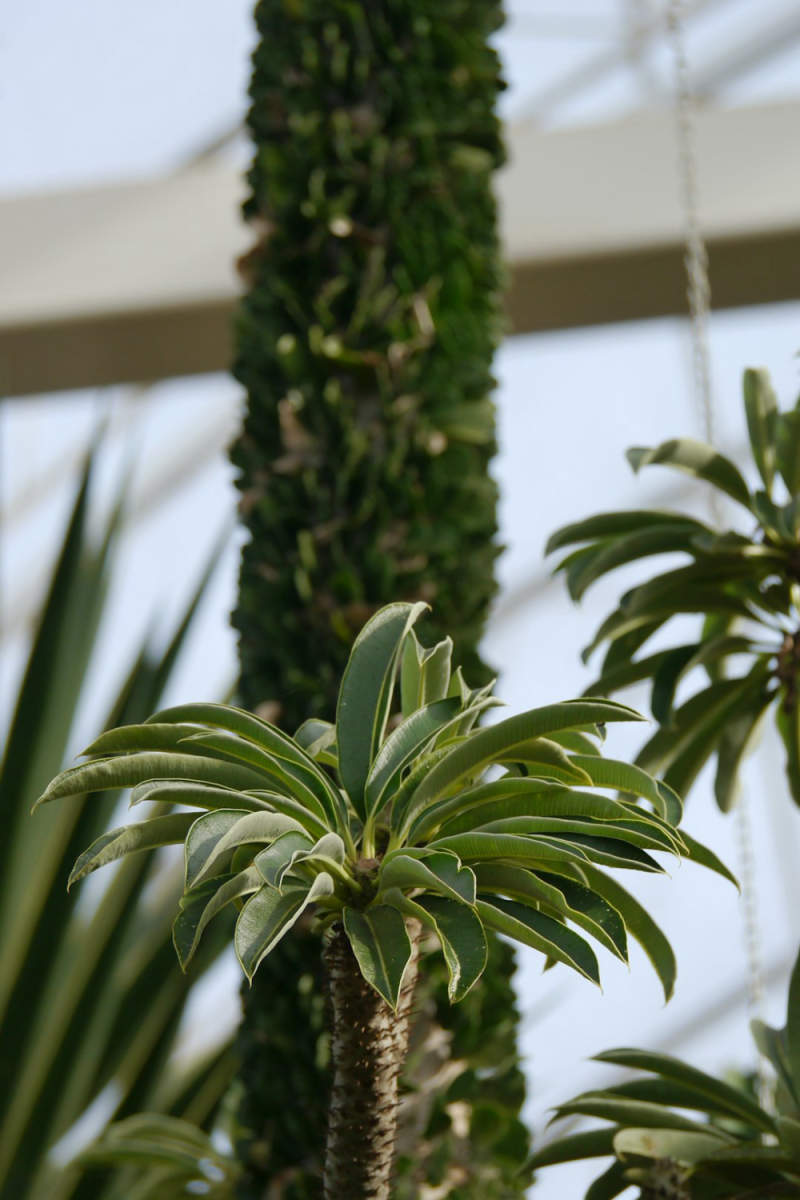 Wall Poster - Botanical Garden in Madagascar
