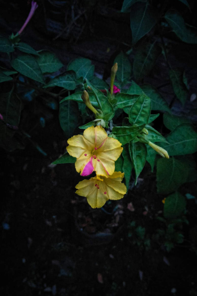 Wall Poster - Botanical Garden in Peru