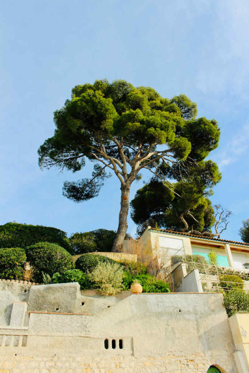 Wall Poster - Botanical Garden in Provence