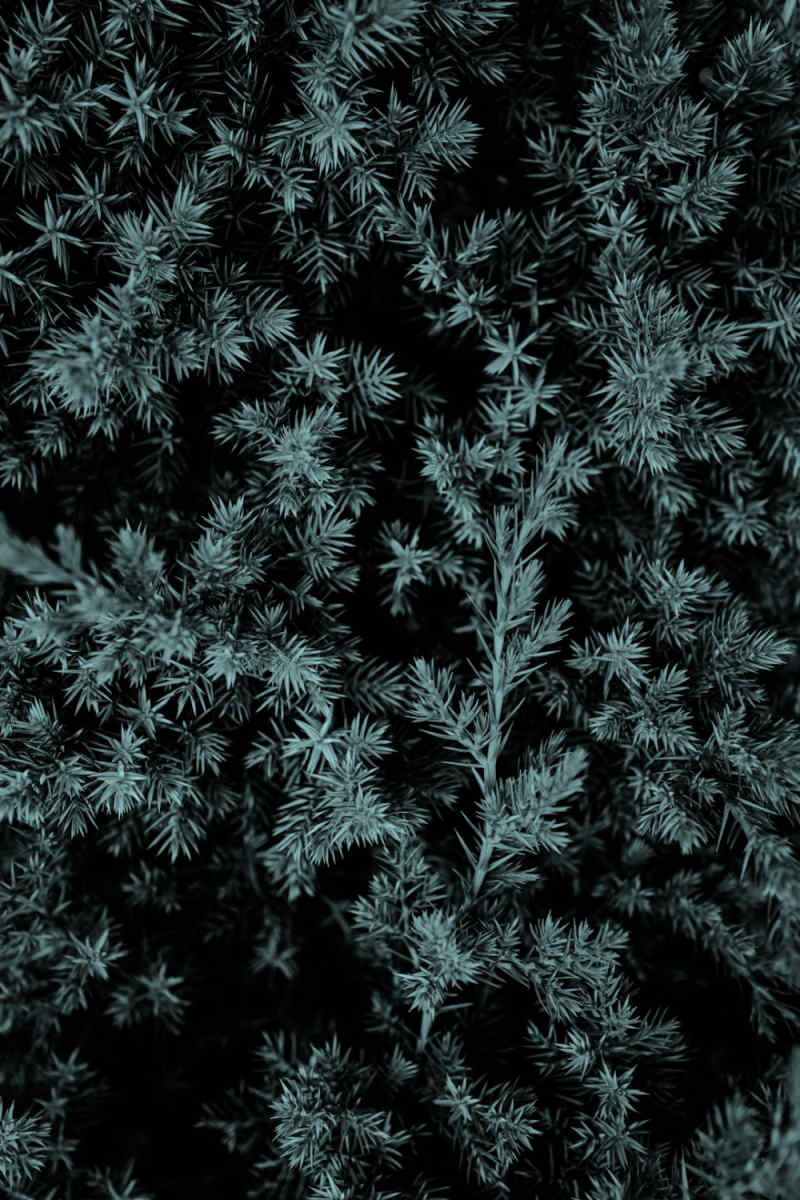 Wall Poster - Botanical Garden in the Black Forest