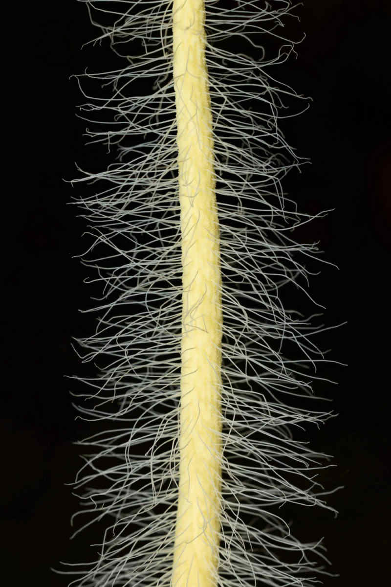 Wall Poster - Botanical Garden in the Philippines