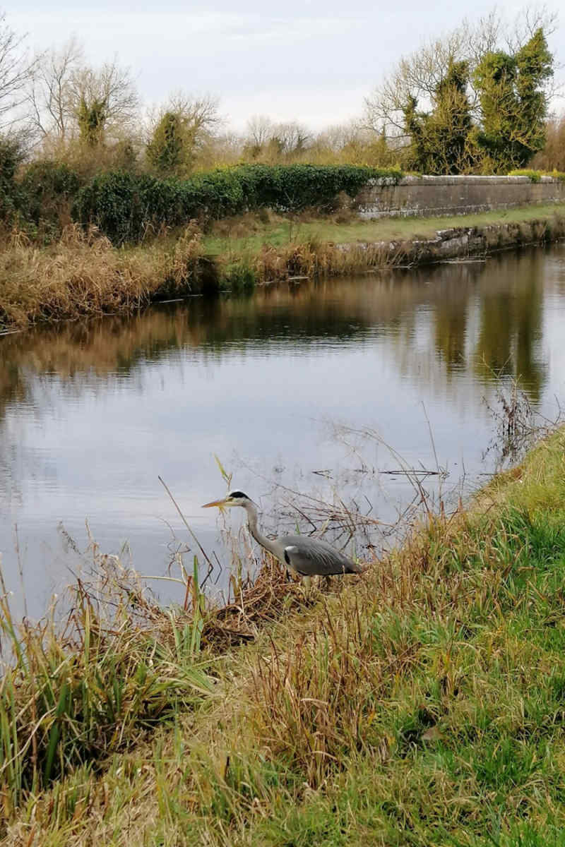Wall Poster - Canal in Ireland