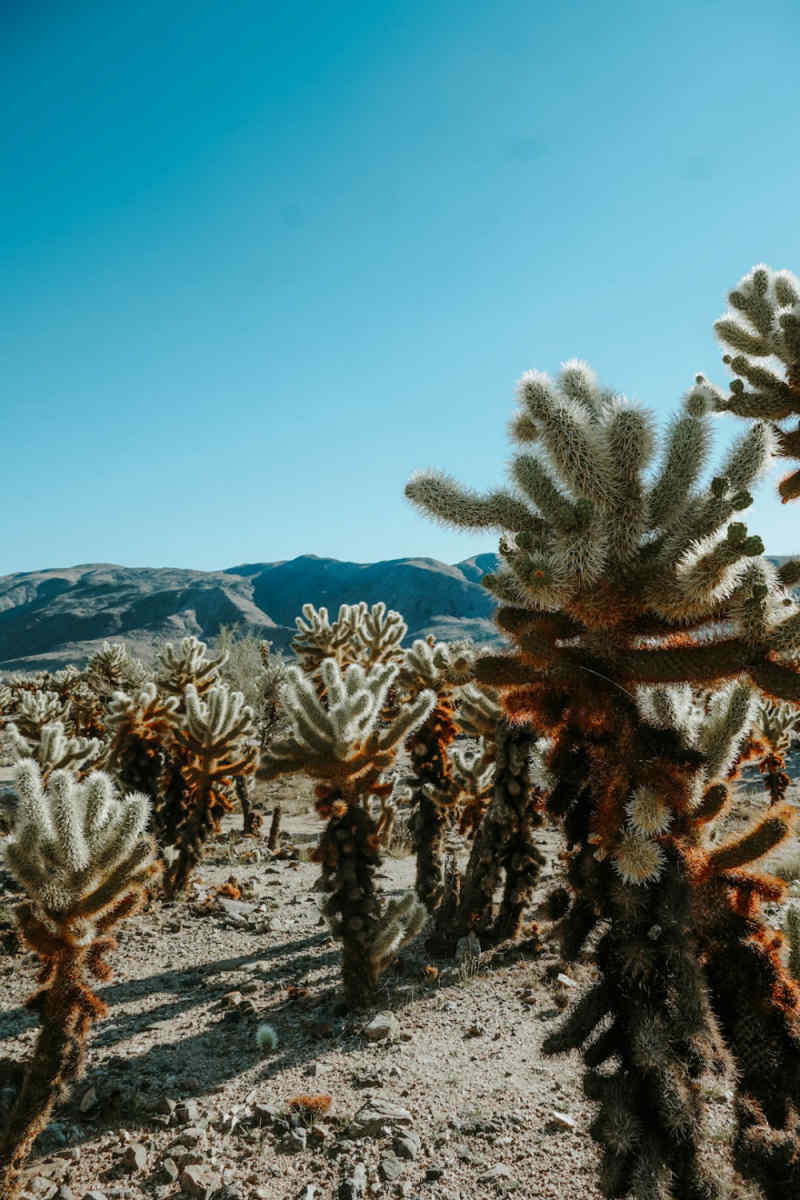 Wall Poster - Canyon in Joshua Tree