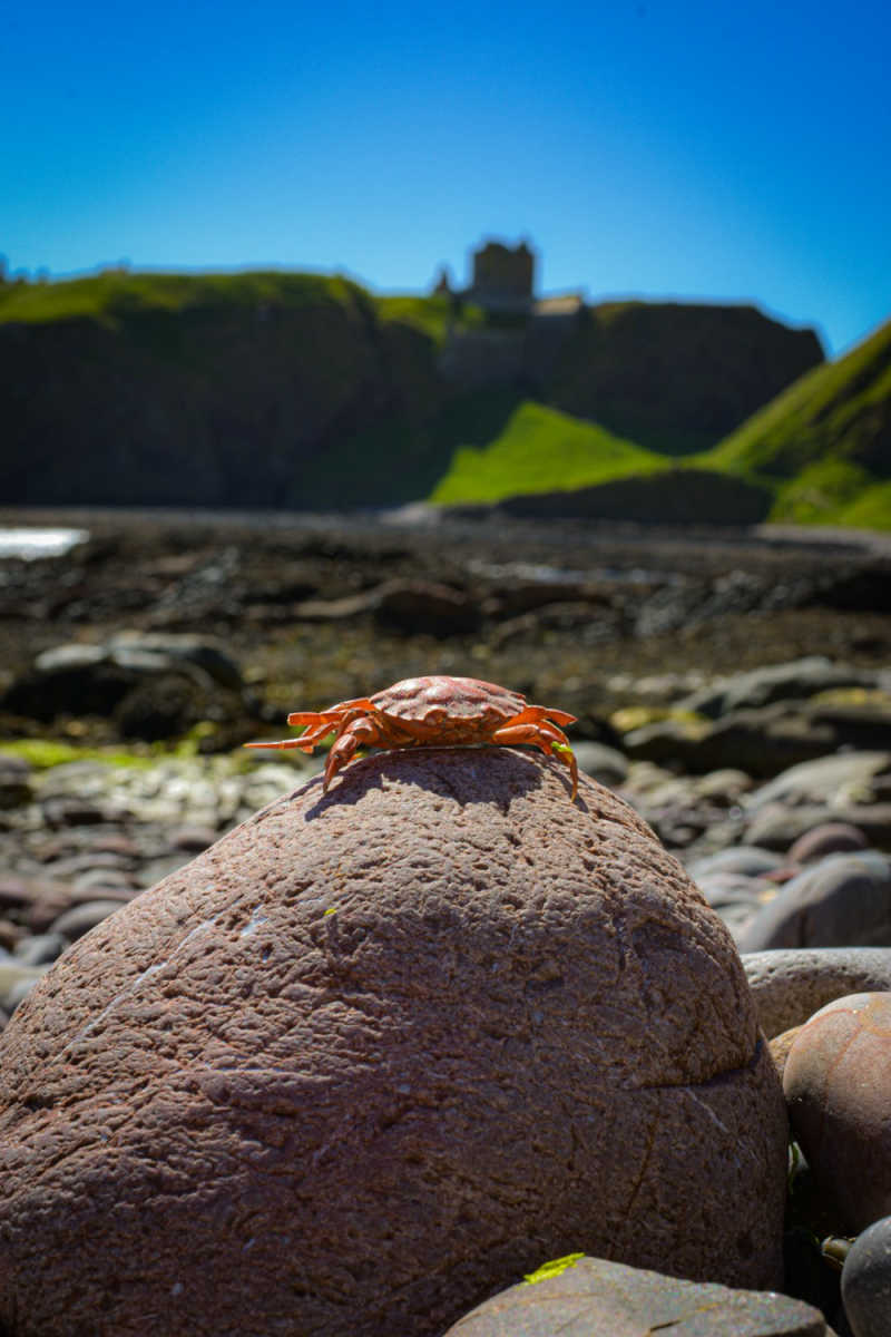Wall Poster - Castle in the Scottish Coast