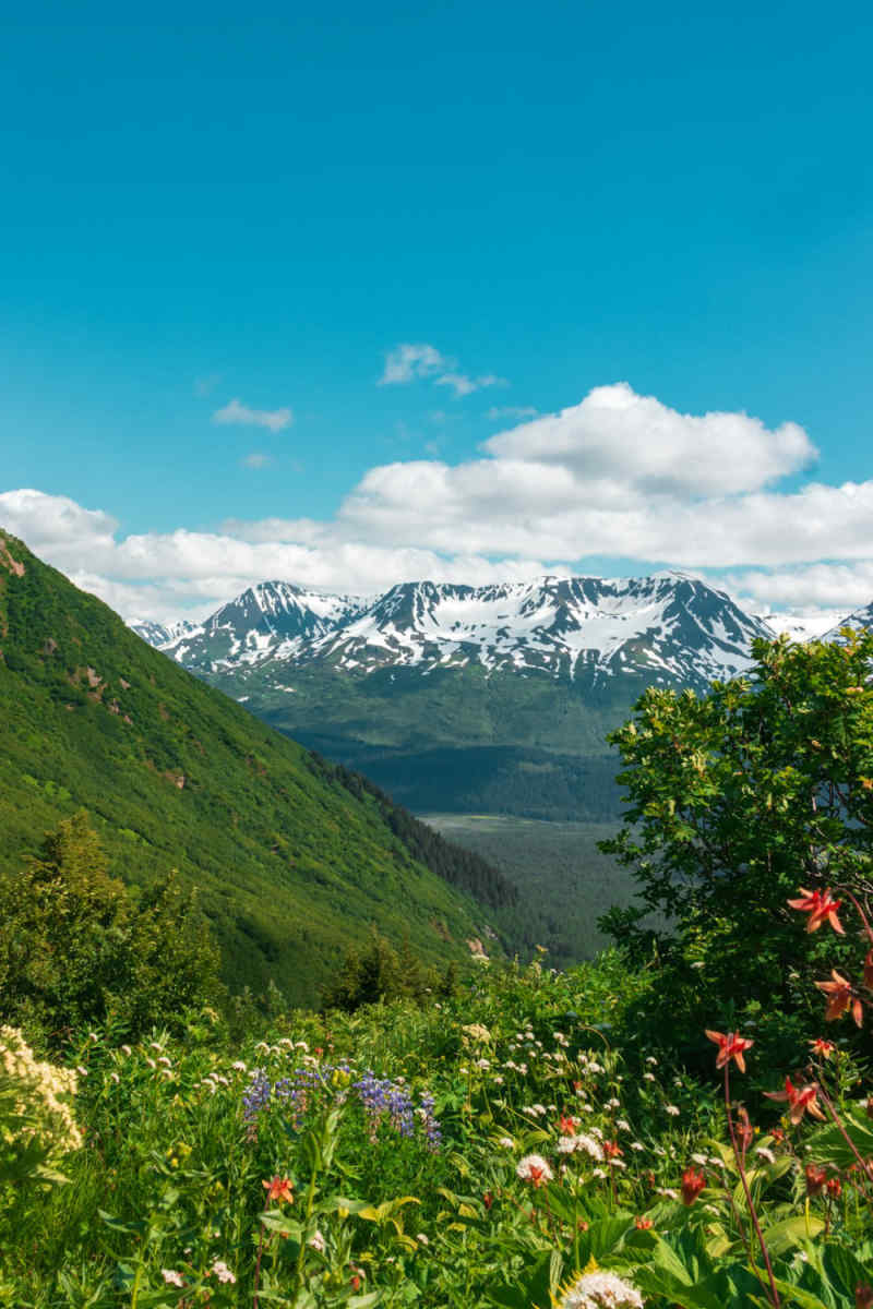 Wall Poster - Cherry Blossom Tree in Alaska