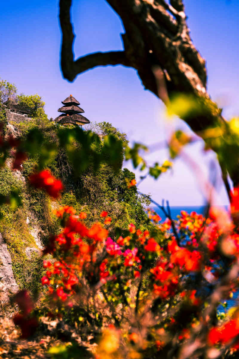 Wall Poster - Cherry Blossom Tree in Bali