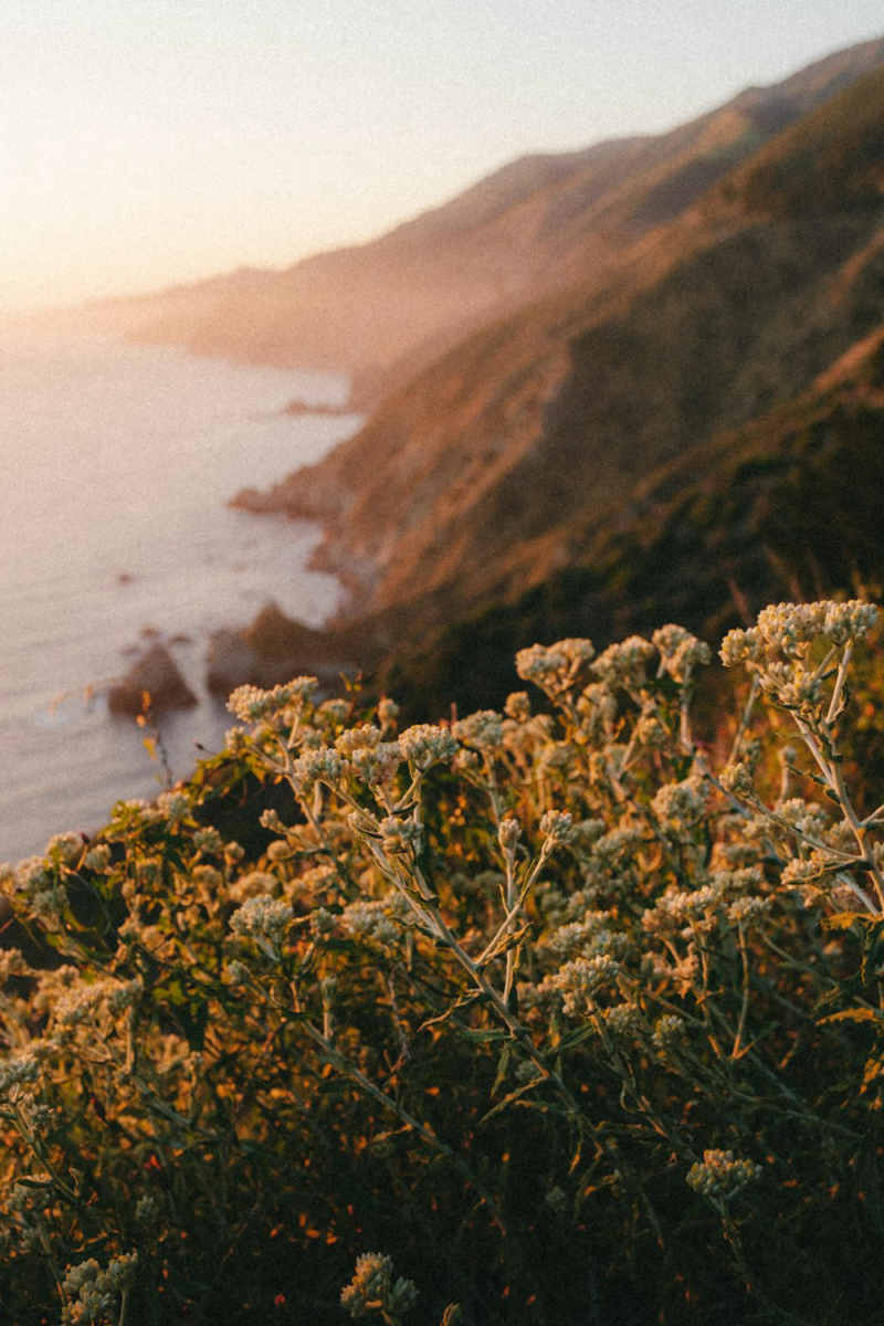 Wall Poster - Cherry Blossom Tree in Big Sur