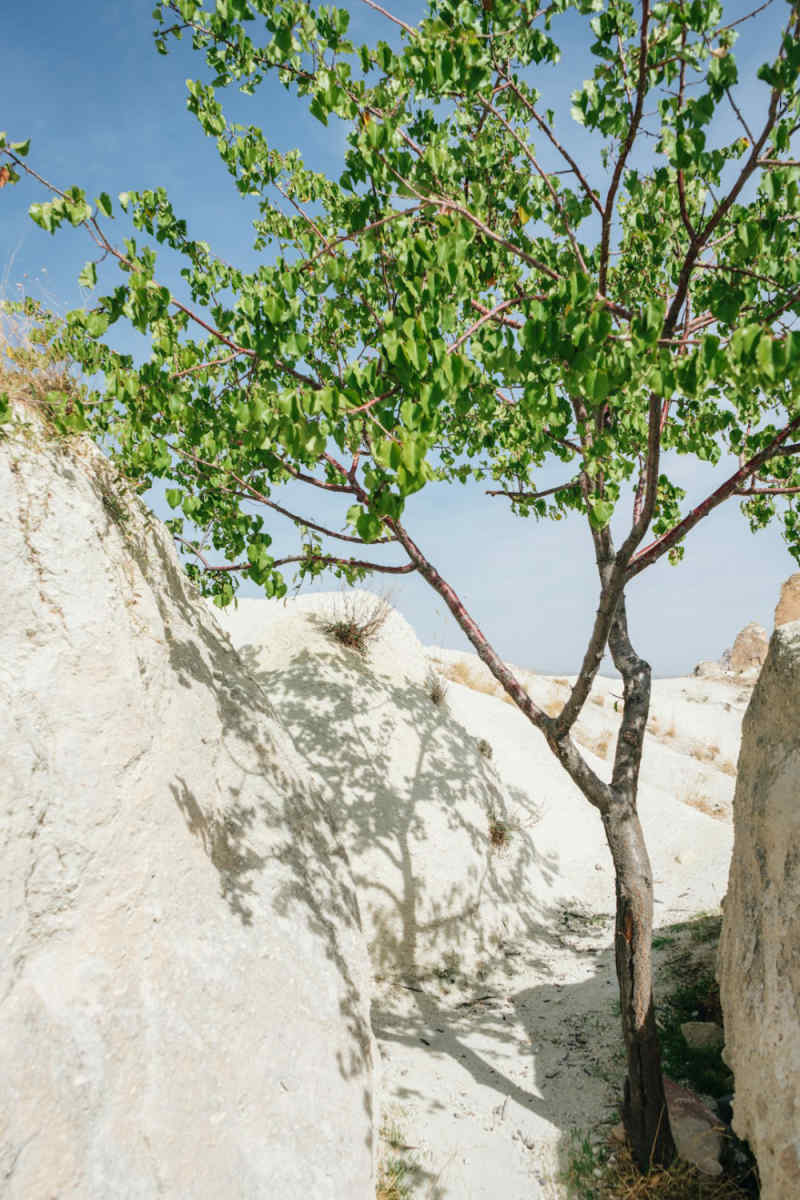 Wall Poster - Cherry Blossom Tree in Cappadocia