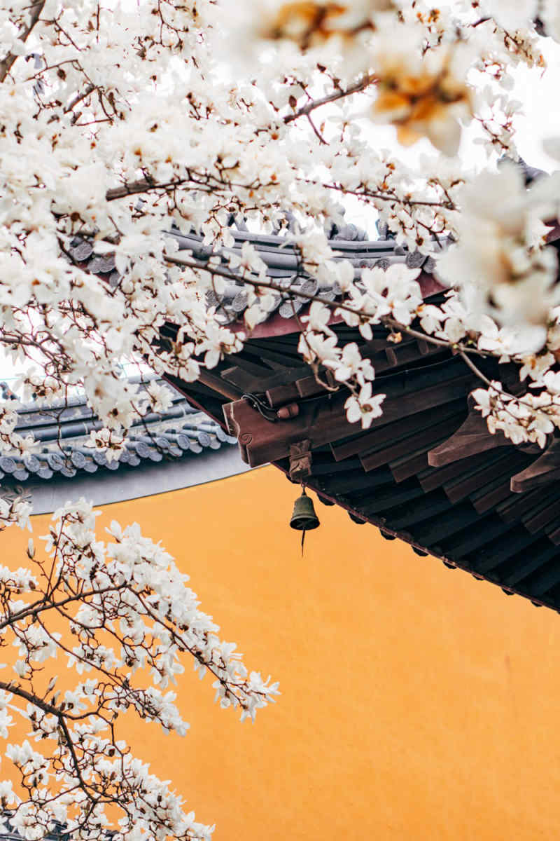 Wall Poster - Cherry Blossom Tree in China
