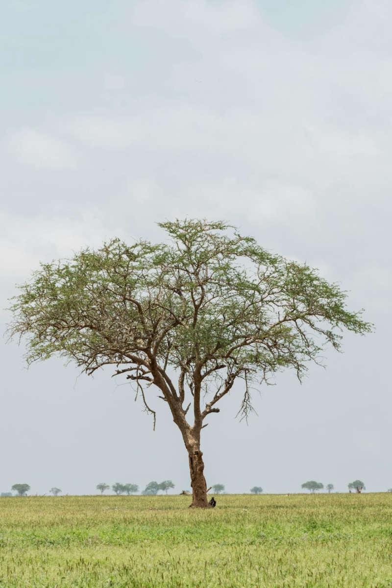 Wall Poster - Cherry Blossom Tree in Kenya