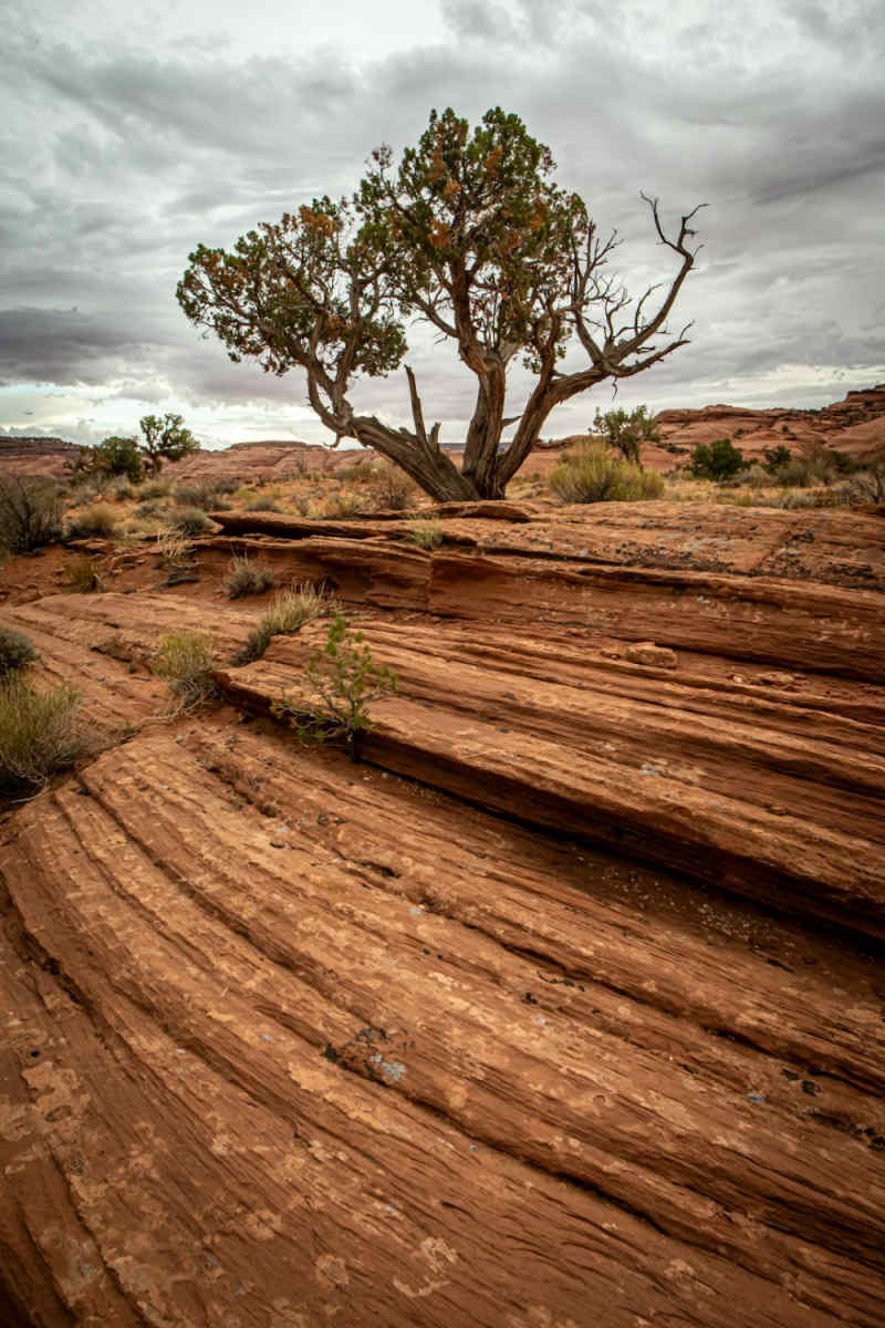 Wall Poster - Cherry Blossom Tree in Monument Valley