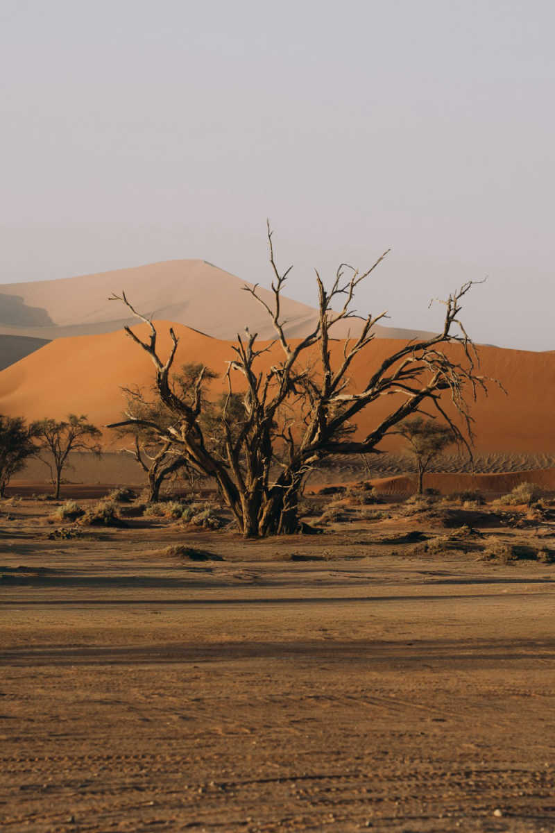 Wall Poster - Cherry Blossom Tree in Namibia