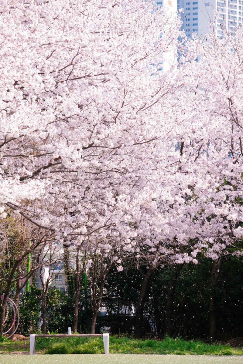 Wall Poster - Cherry Blossom Tree in South Korea