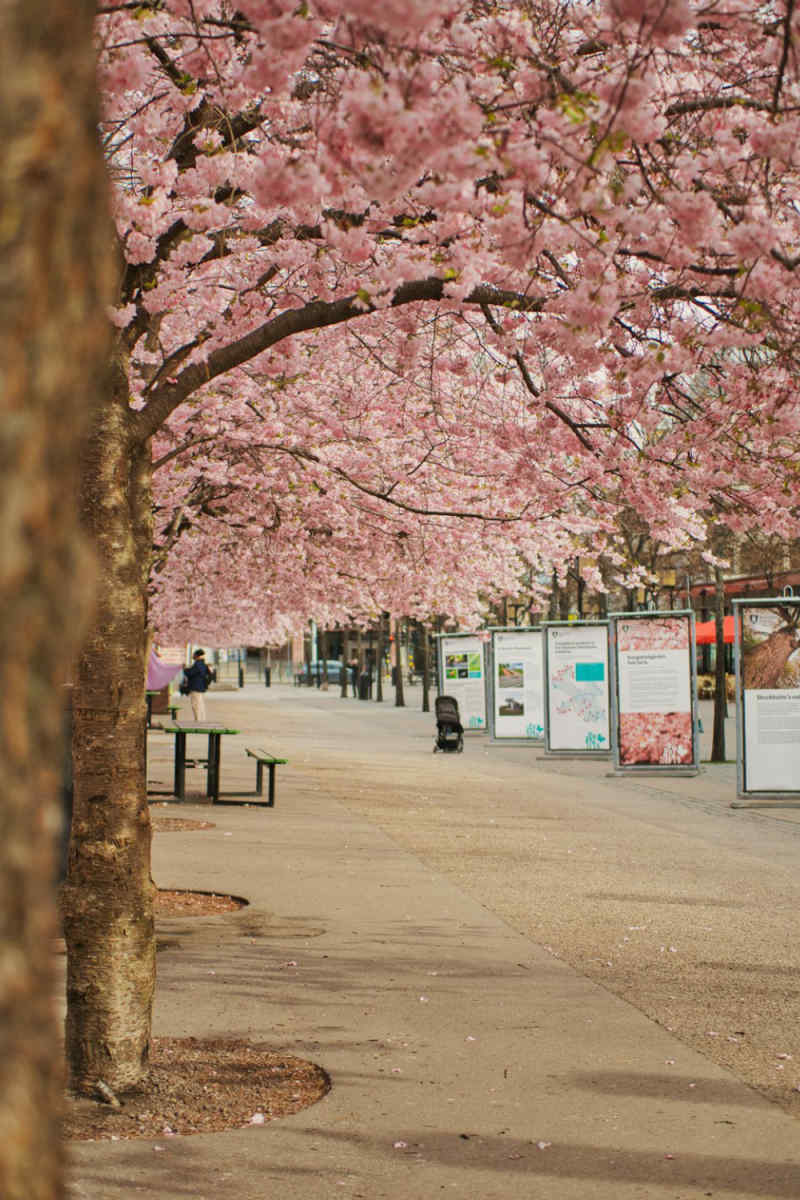 Wall Poster - Cherry Blossom Tree in Sweden
