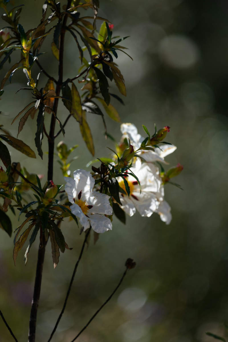 Wall Poster - Cherry Blossom Tree in the Algarve