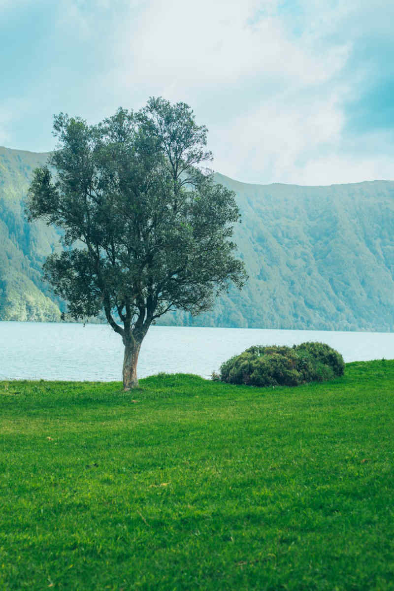 Wall Poster - Cherry Blossom Tree in the Azores