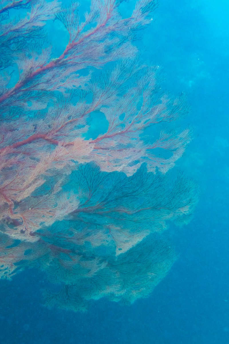 Wall Poster - Cherry Blossom Tree in the Great Barrier Reef