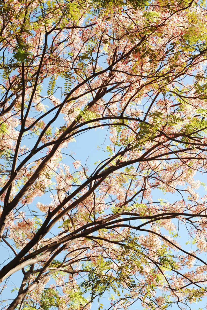 Wall Poster - Cherry Blossom Tree in the Philippines