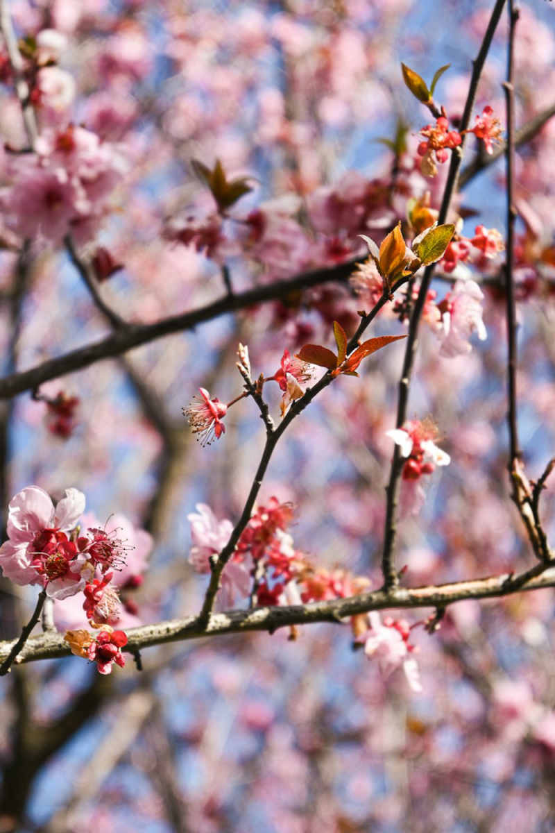 Wall Poster - Cherry Blossom Tree in Wales