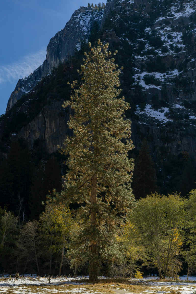 Wall Poster - Cherry Blossom Tree in Yosemite
