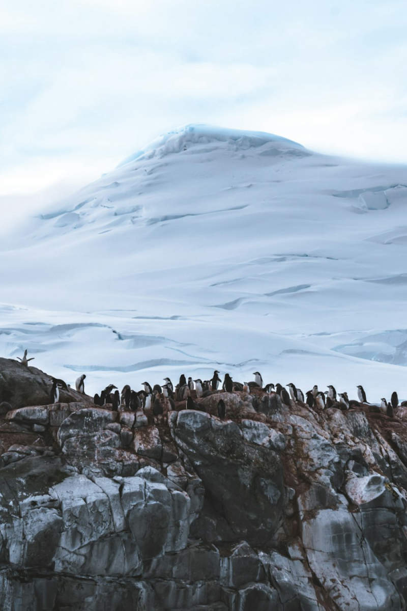 Wall Poster - Coastal Cliffs in Antarctica