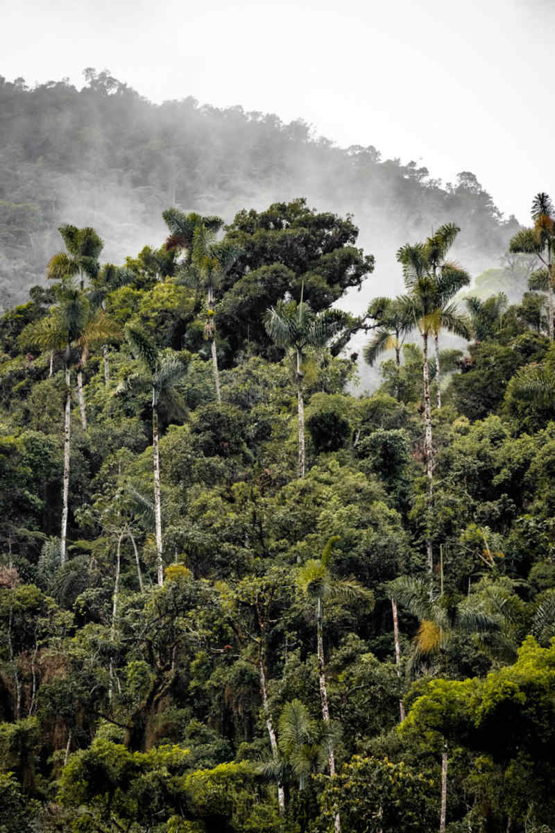 Wall Poster - Coastal Cliffs in the Amazon Rainforest