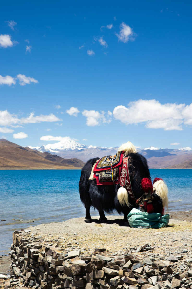 Wall Poster - Coastline in Tibet