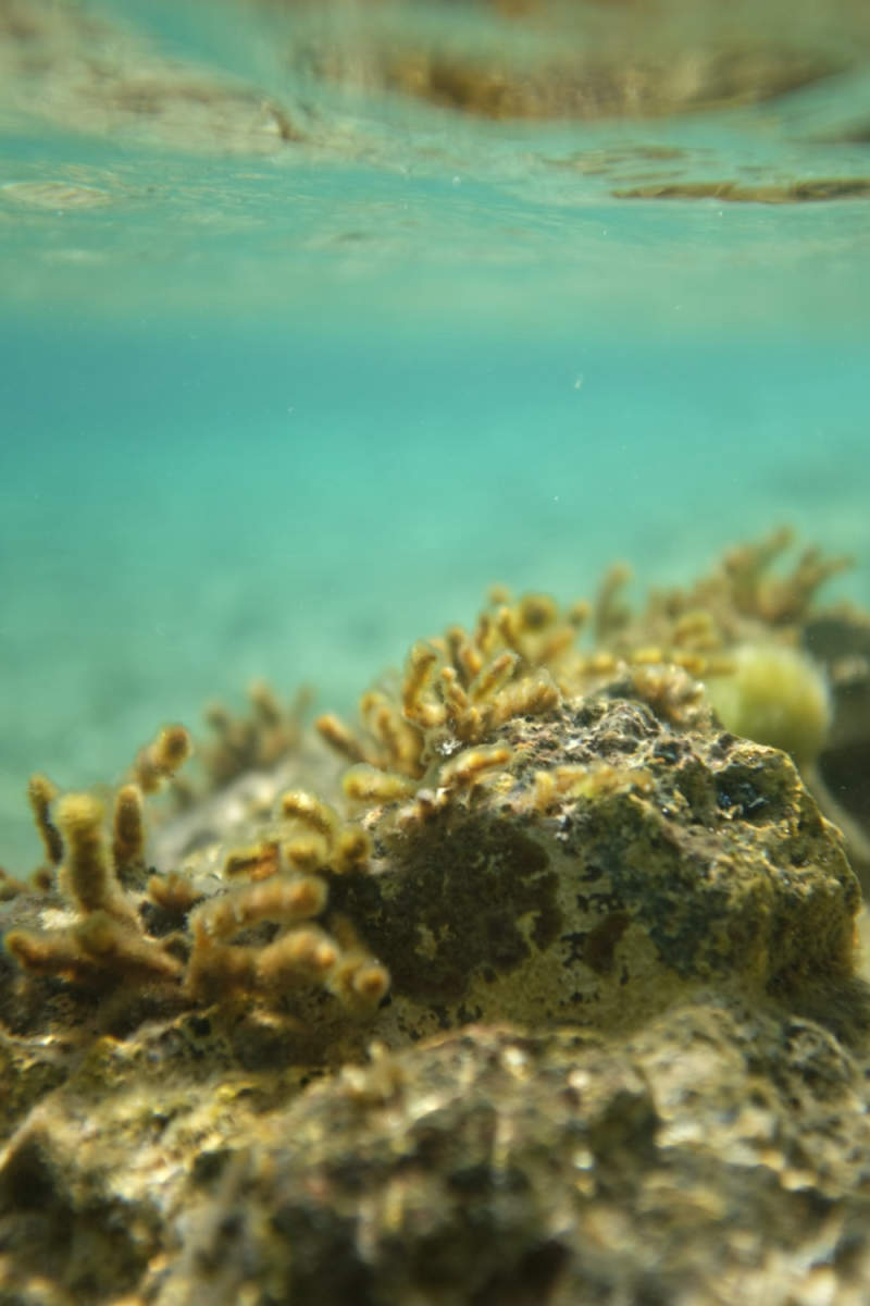 Wall Poster - Coral Reef in Croatia