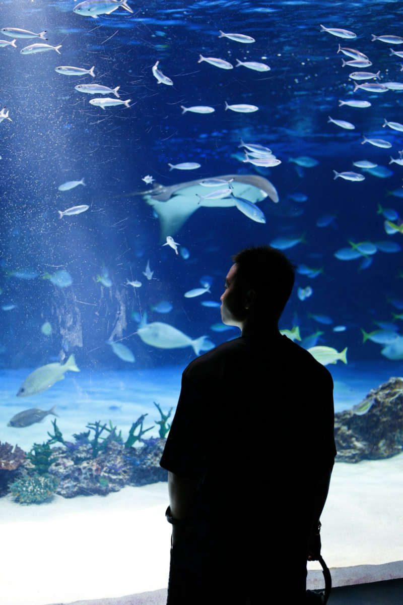 Wall Poster - Coral Reef in Japan