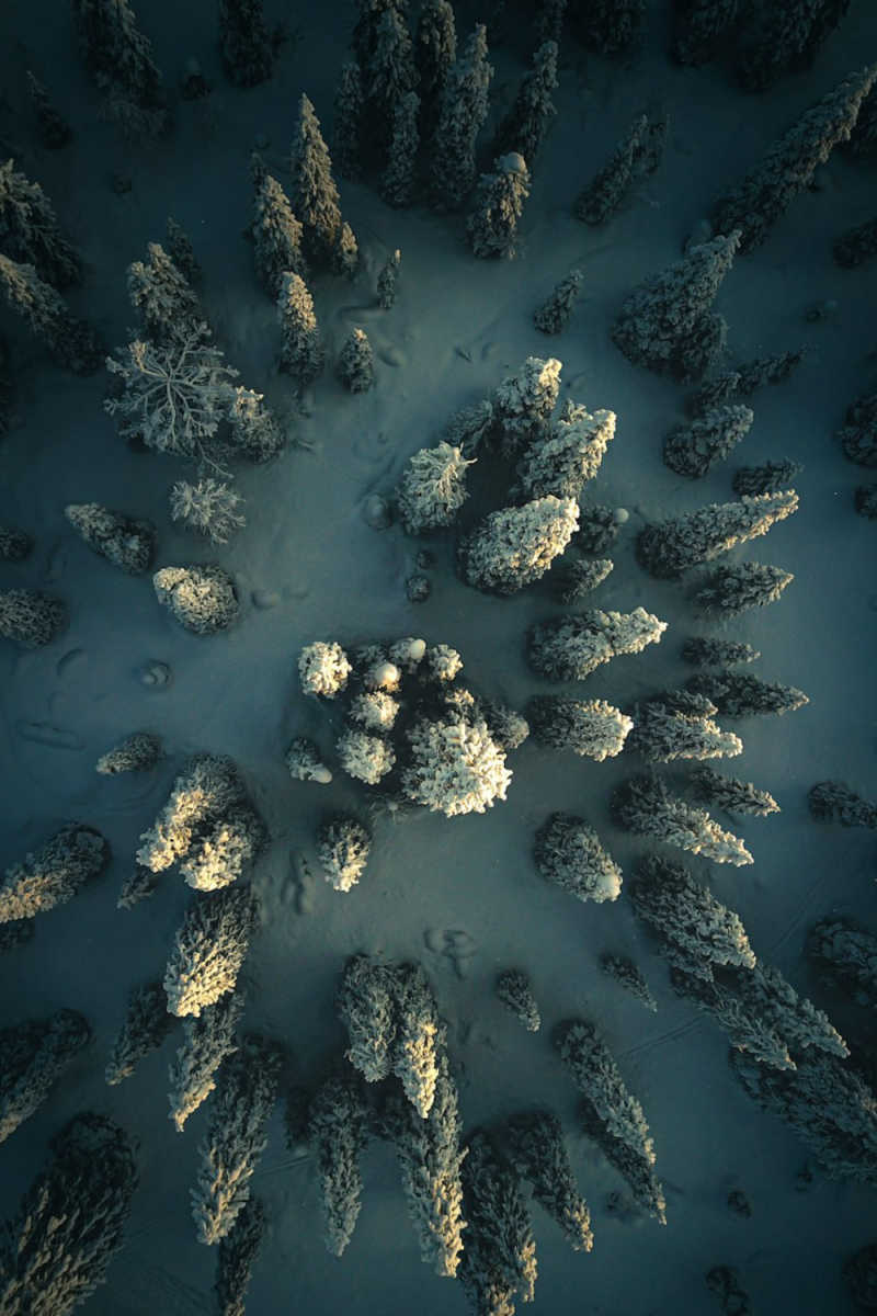 Wall Poster - Coral Reef in Lapland