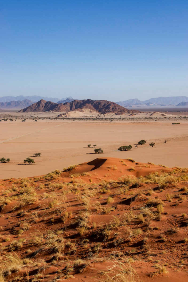 Wall Poster - Coral Reef in the Namib Desert
