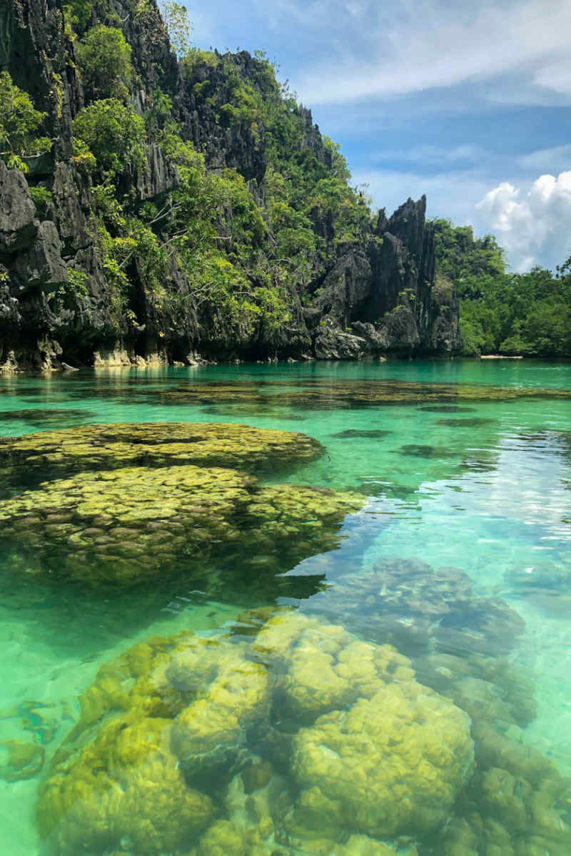 Wall Poster - Coral Reef in the Philippines