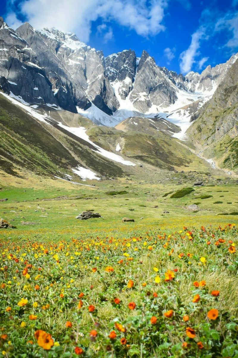 Wall Poster - Coral Reef in the Swiss Alps