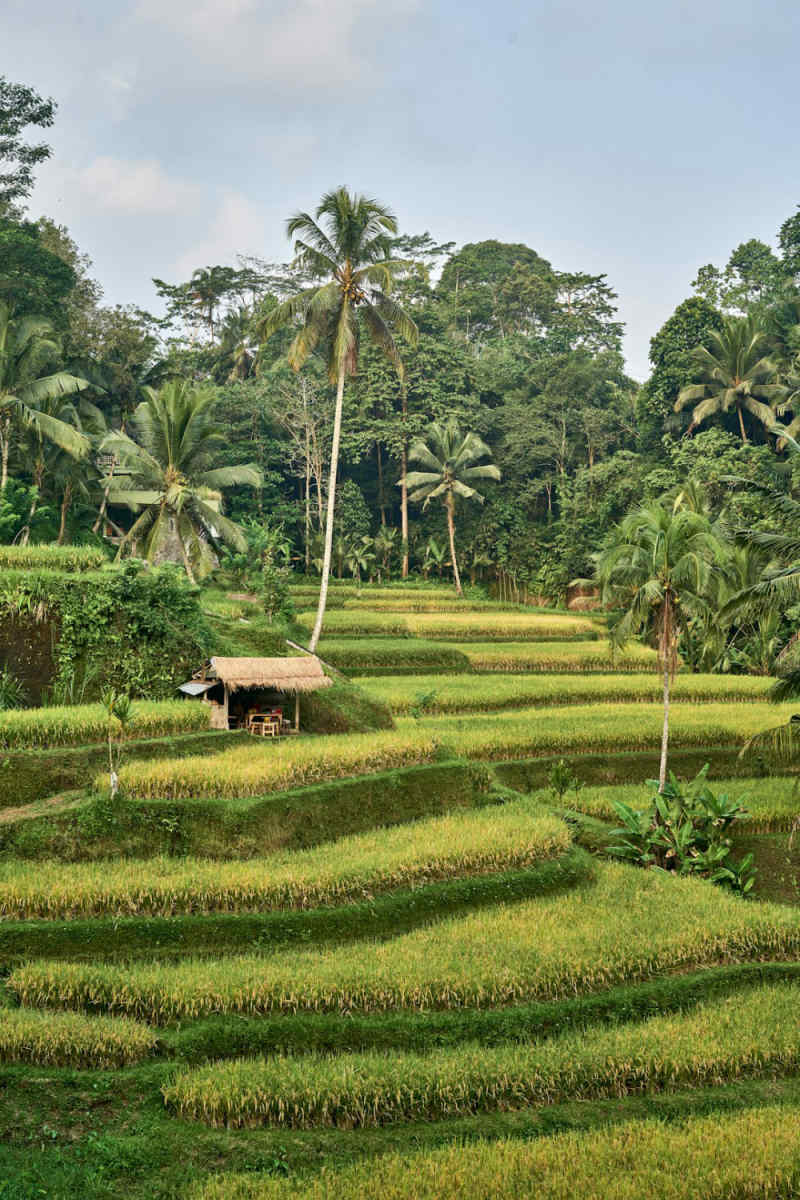 Wall Poster - Countryside in Bali