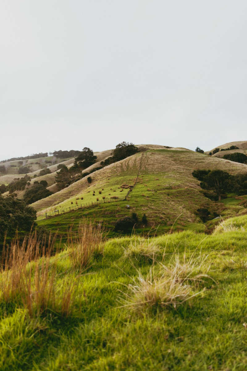 Wall Poster - Countryside in New Zealand