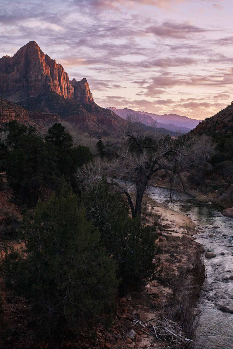 Wall Poster - Desert in Zion National Park
