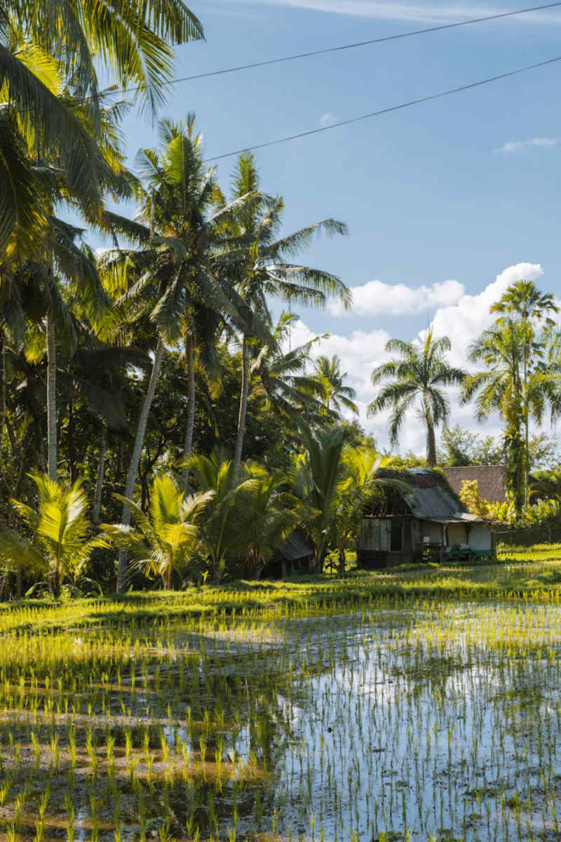 Wall Poster - Farmhouse in Bali