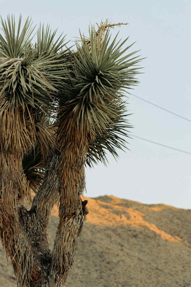 Wall Poster - Fishing Village in Joshua Tree