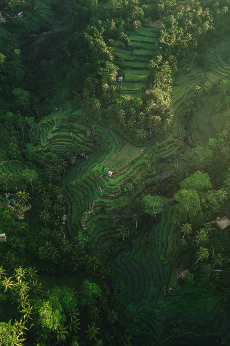 Wall Poster - Forest in Bali