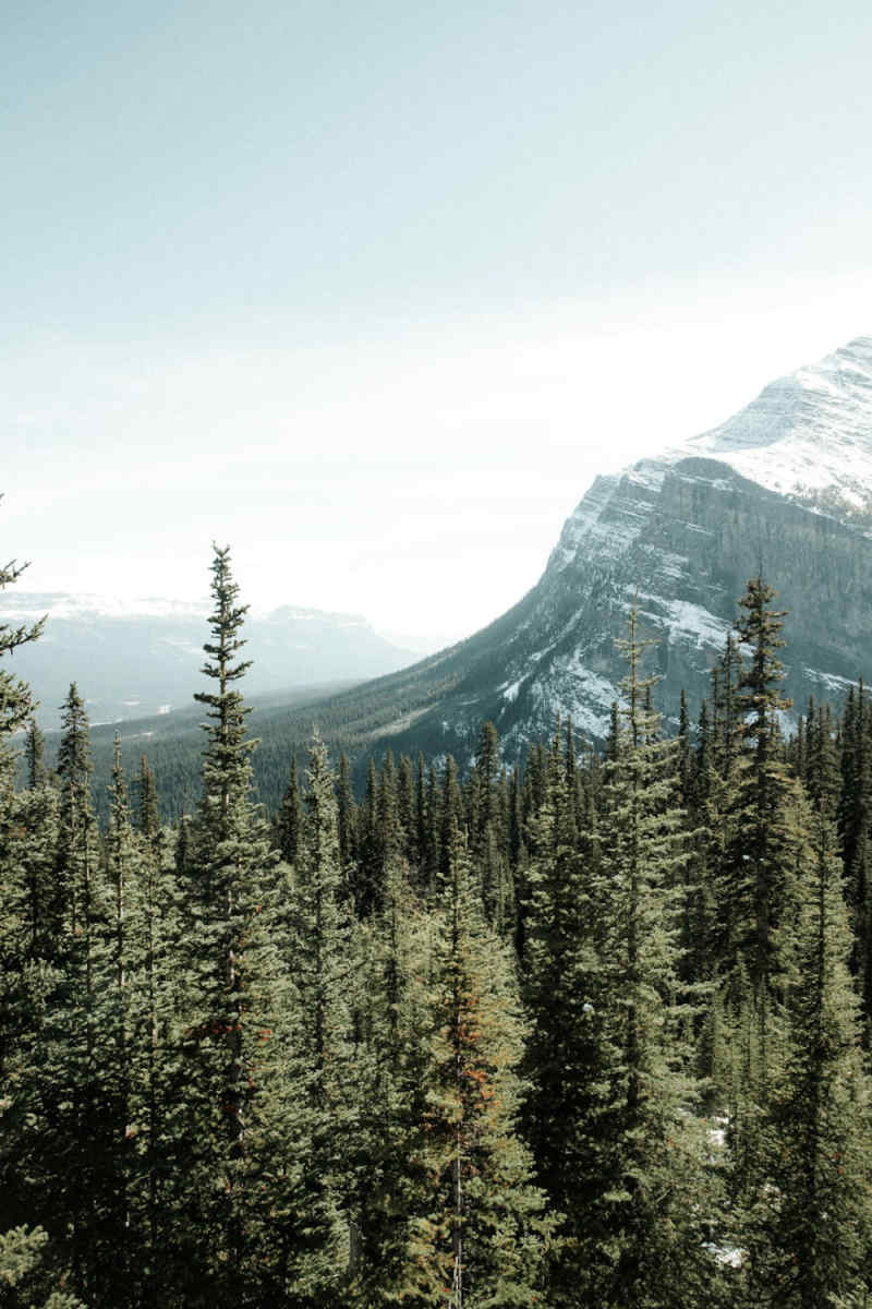 Wall Poster - Forest in Banff