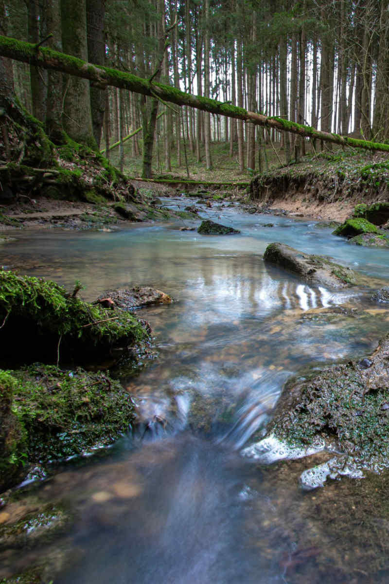 Wall Poster - Forest in Bavaria