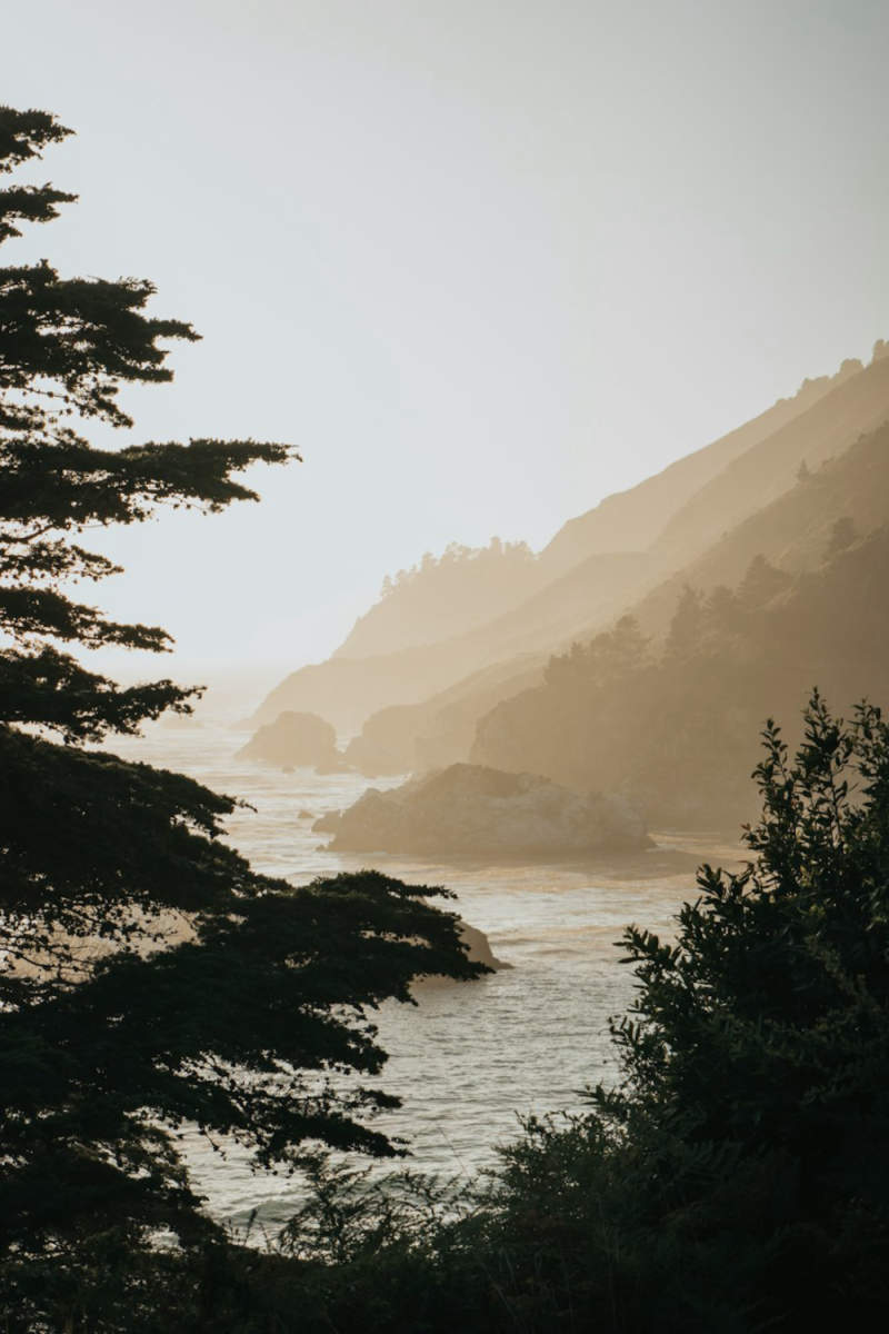Wall Poster - Forest in Big Sur