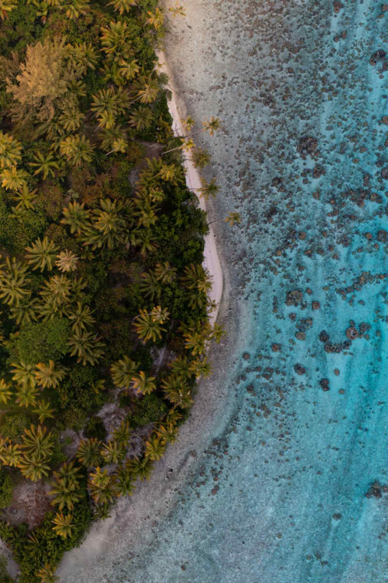 Wall Poster - Forest in Bora Bora