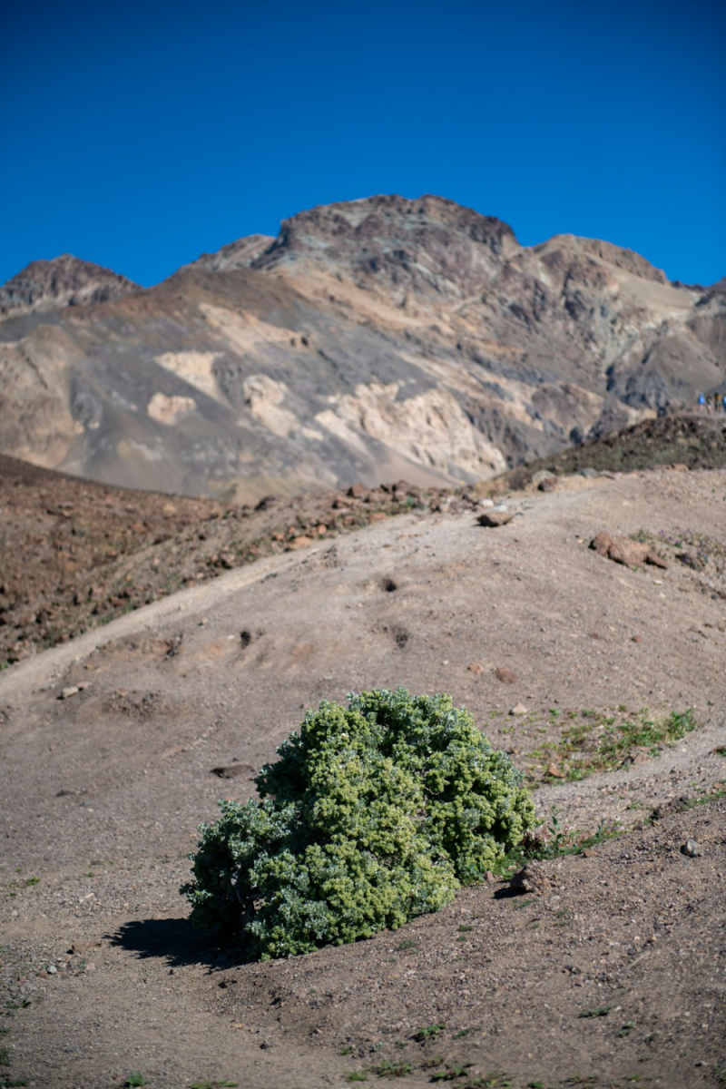 Wall Poster - Forest in Death Valley