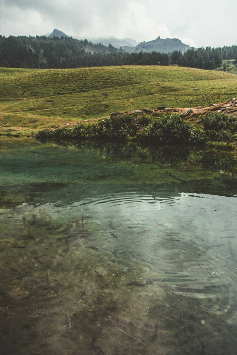 Wall Poster - Forest in Greenland
