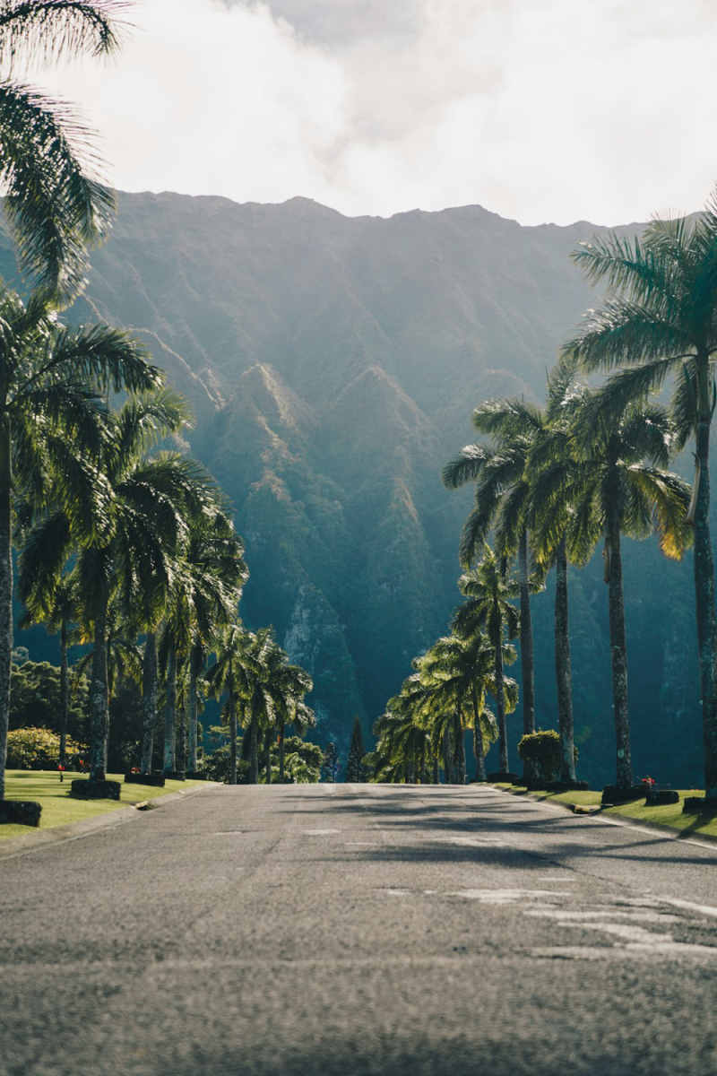 Wall Poster - Forest in Hawaii