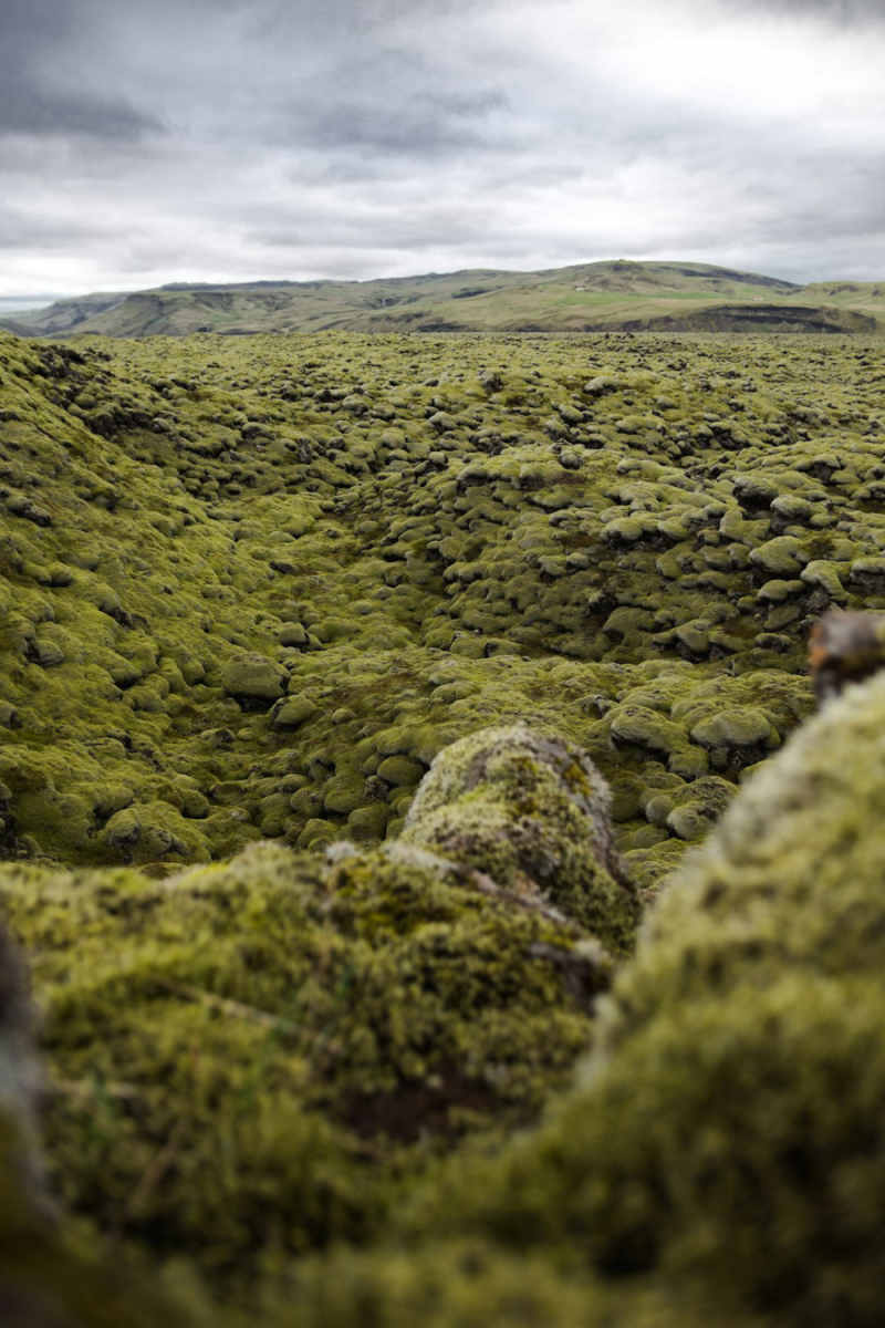 Wall Poster - Forest in Iceland